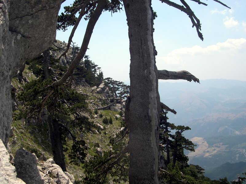 Pinus Leucodermis - PINO LORICATO